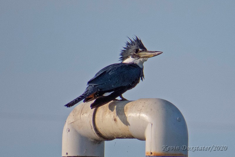 Ringed Kingfisher - ML227952221