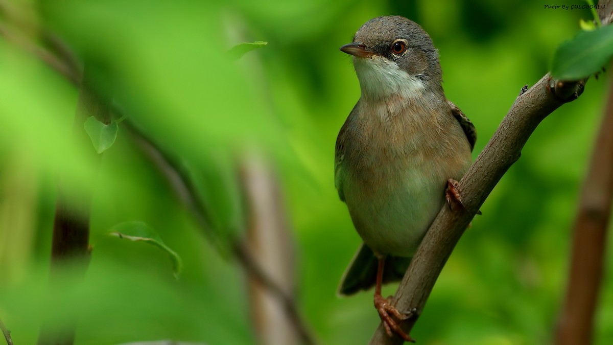 Greater Whitethroat - ML227953231