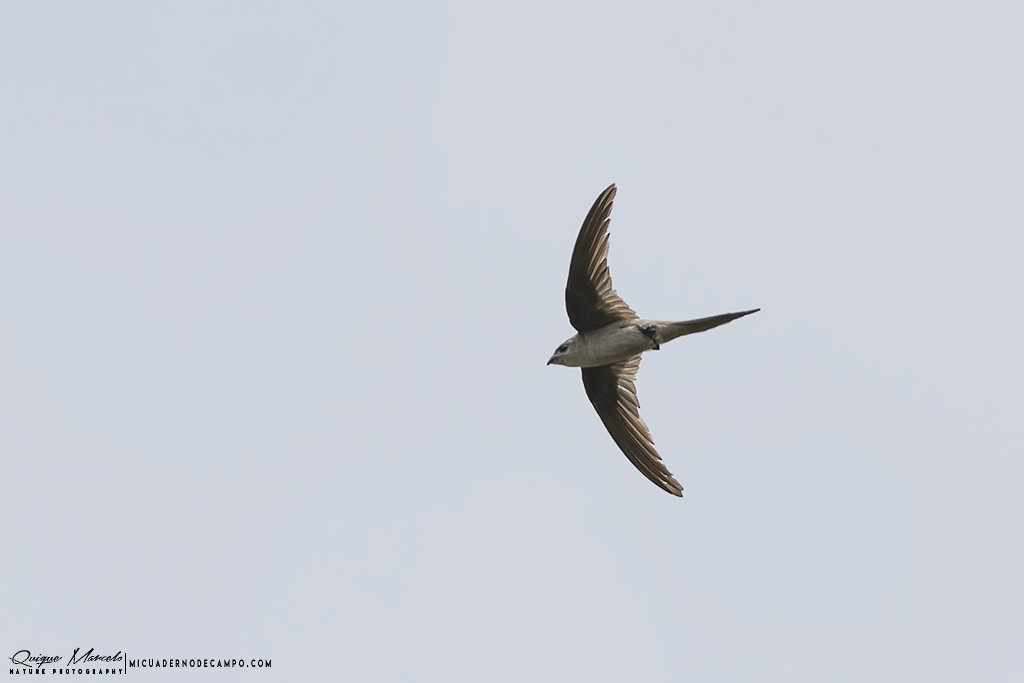 Crested Treeswift - ML227953781