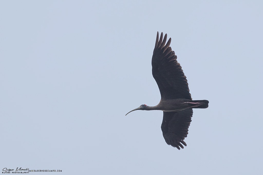 Red-naped Ibis - ML227954311