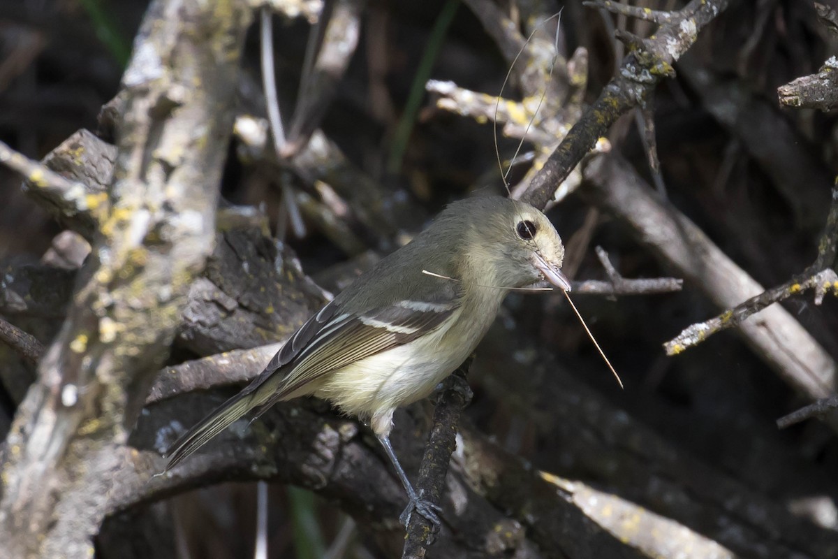 Hutton's Vireo - Patricia Clark