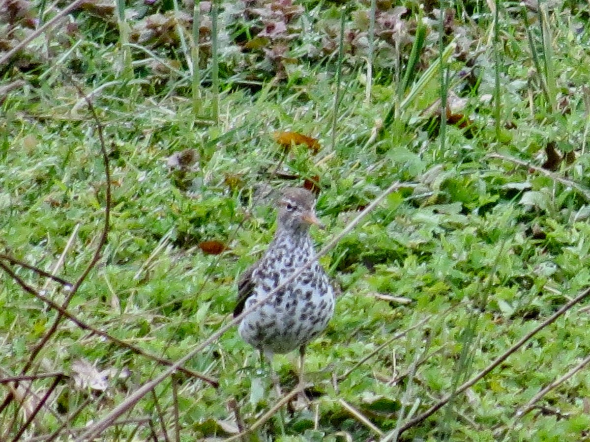 Spotted Sandpiper - ML227956301