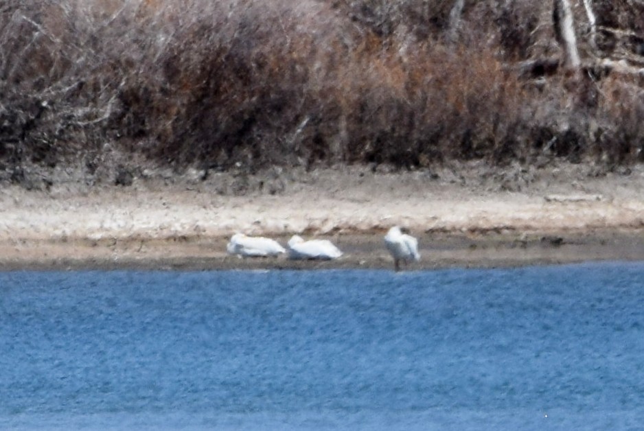 American White Pelican - ML227956471