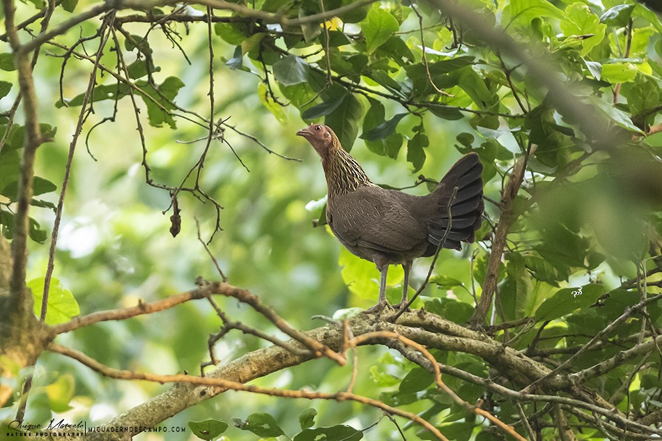 Red Junglefowl - ML227956941