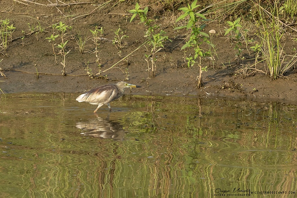 Indian Pond-Heron - Quique Marcelo