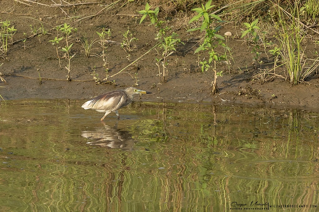 インドアカガシラサギ - ML227957441