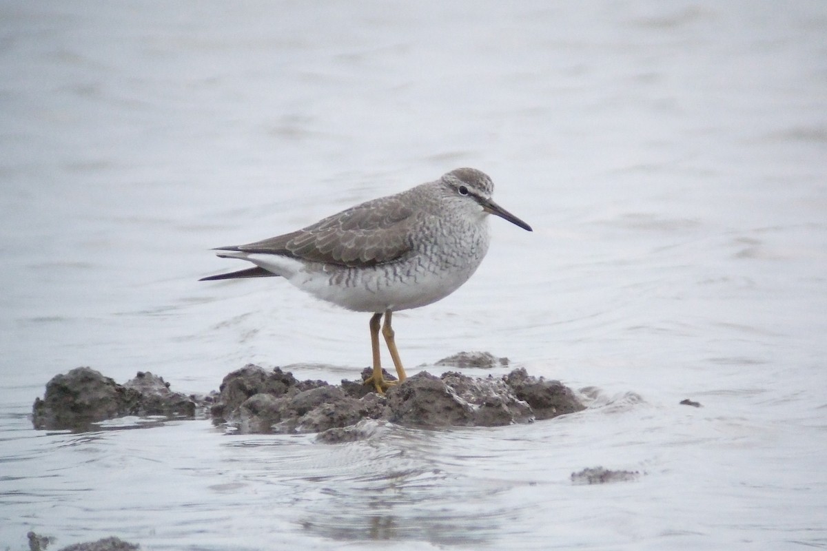 Gray-tailed Tattler - ML227957471