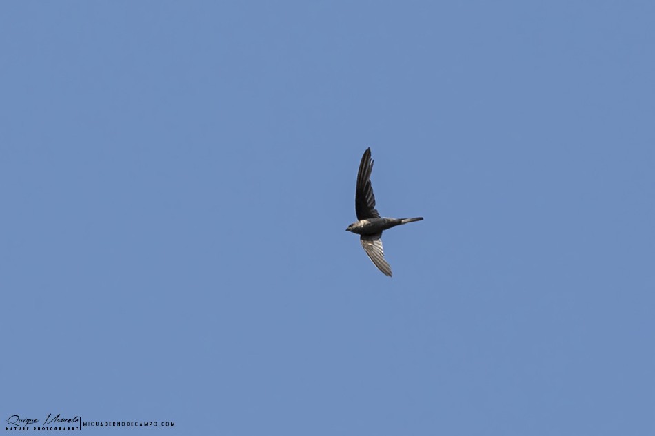 Asian Palm Swift - ML227957511