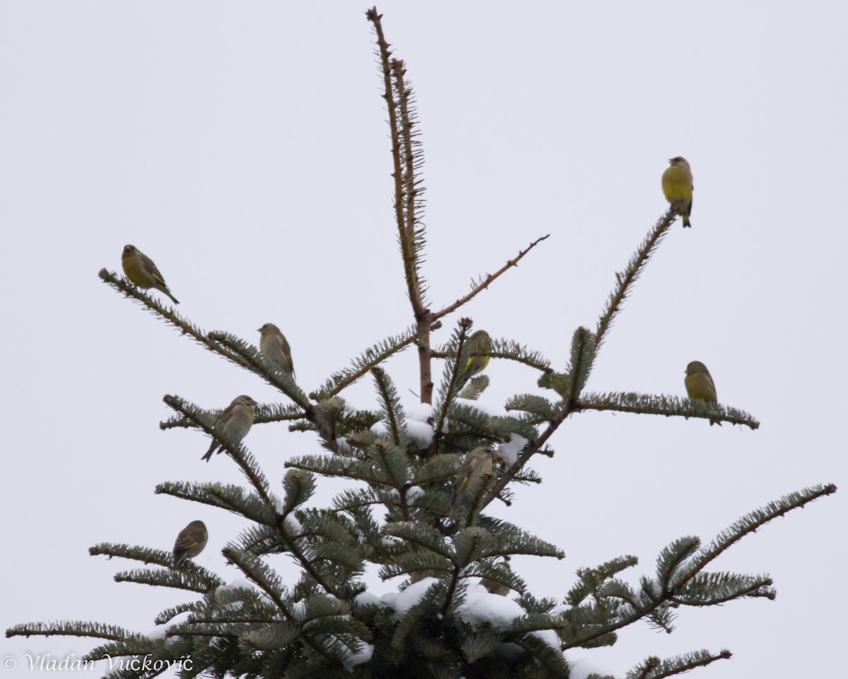 European Greenfinch - ML22795961