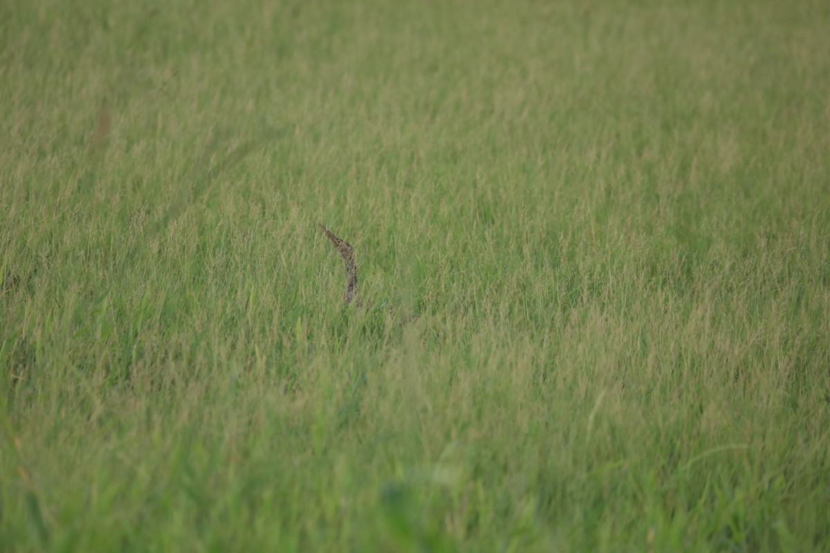 Pinnated Bittern - ML22796101