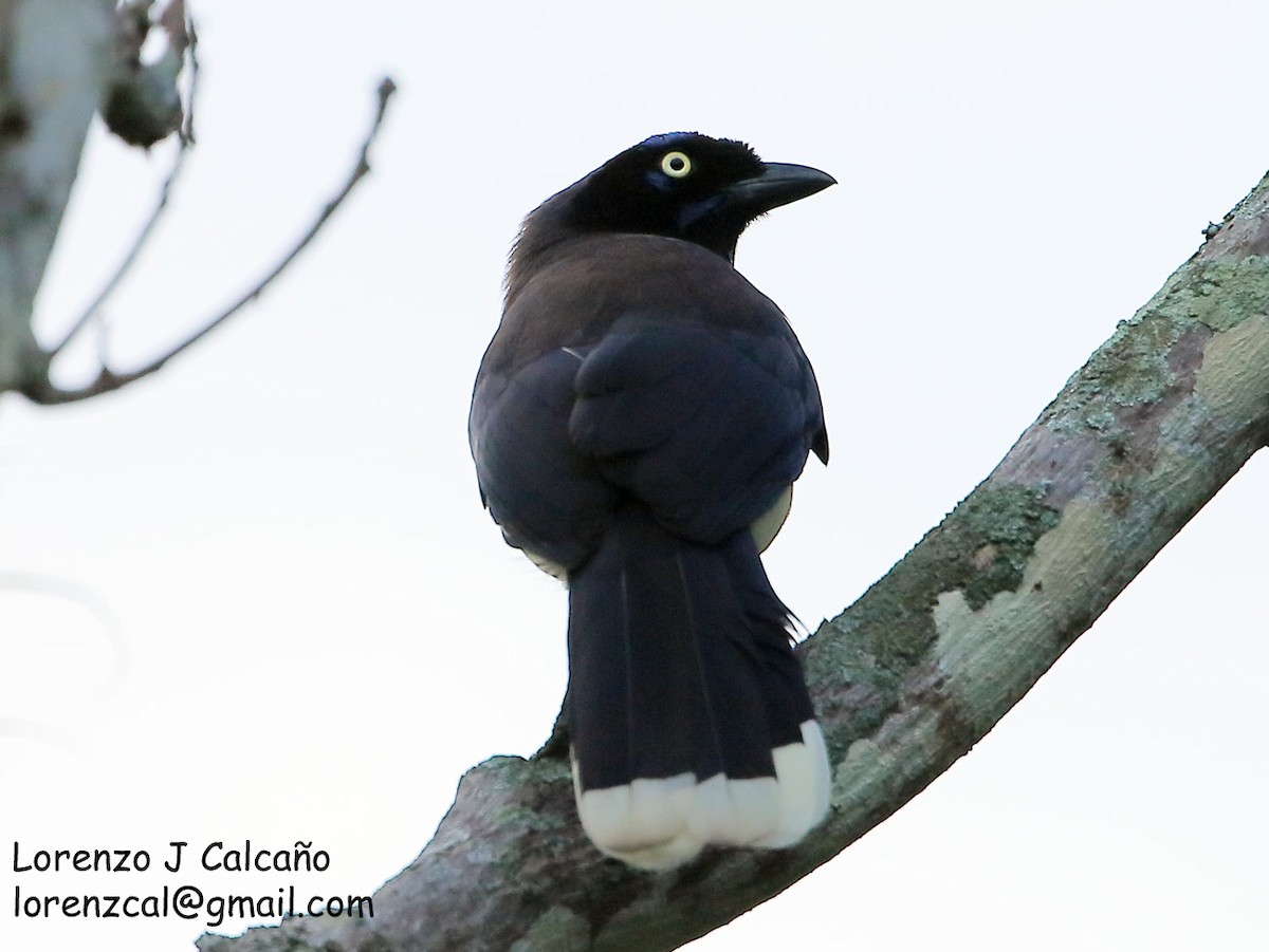 Black-chested Jay - ML227961371