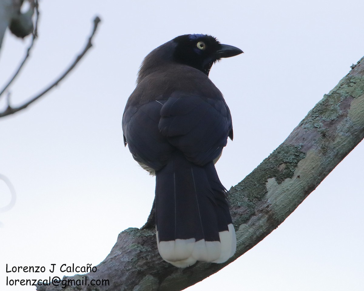 Black-chested Jay - ML227961391