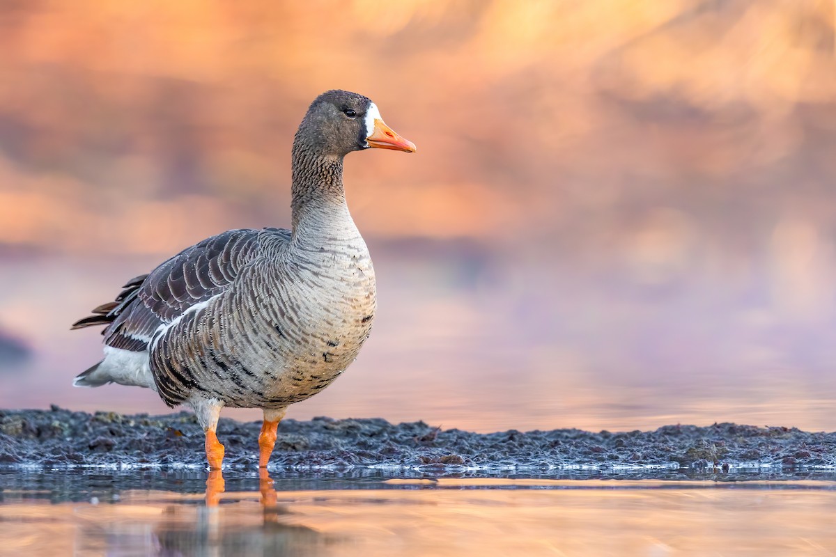 Greater White-fronted Goose - Brad Imhoff