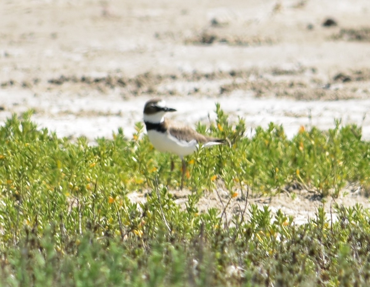 Wilson's Plover - Nina Rach