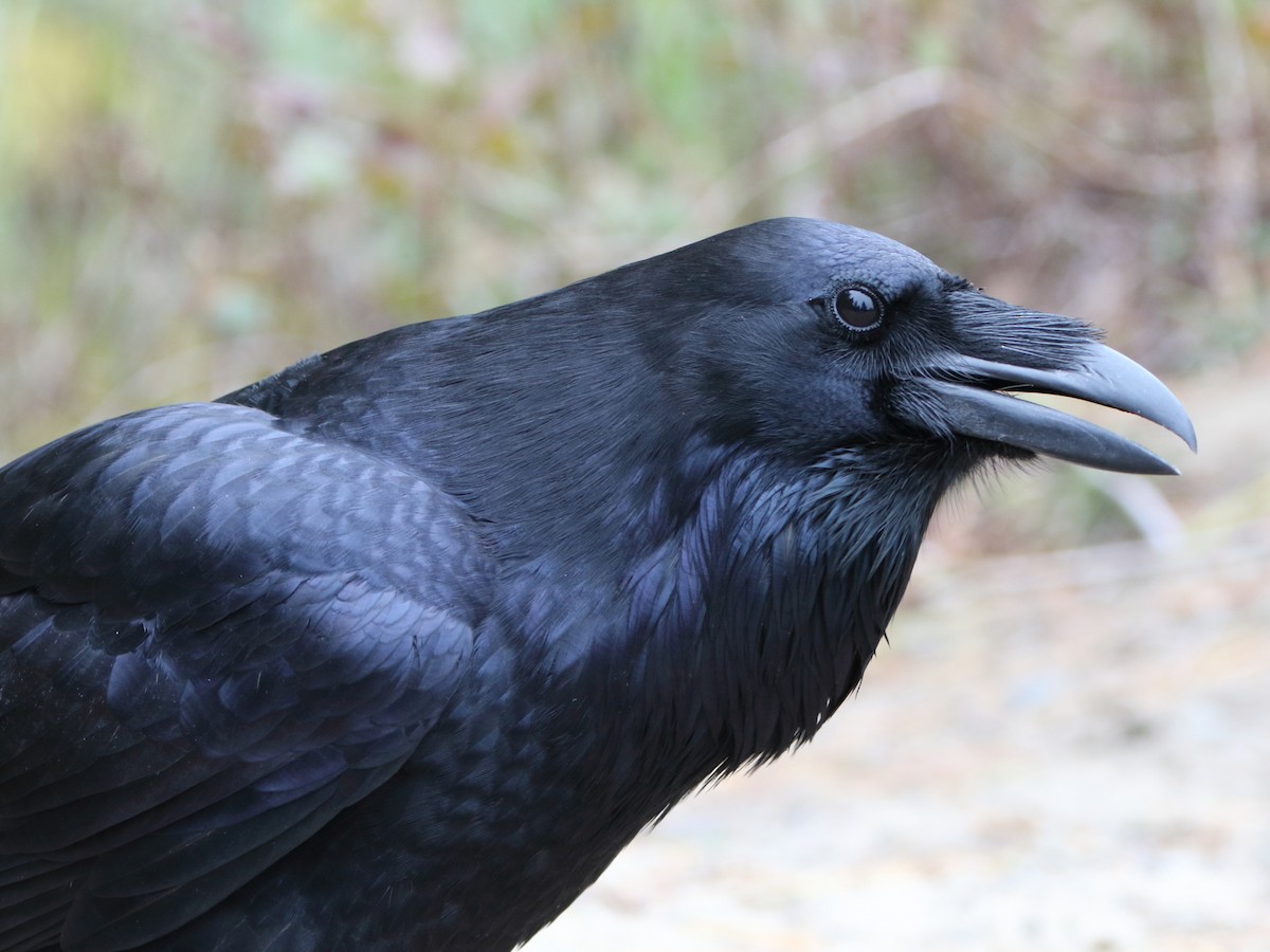 Common Raven - ML227962911