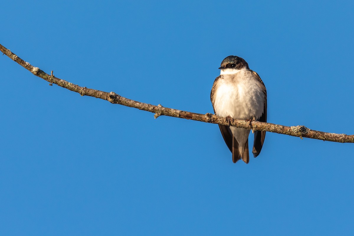 Golondrina Bicolor - ML227962931