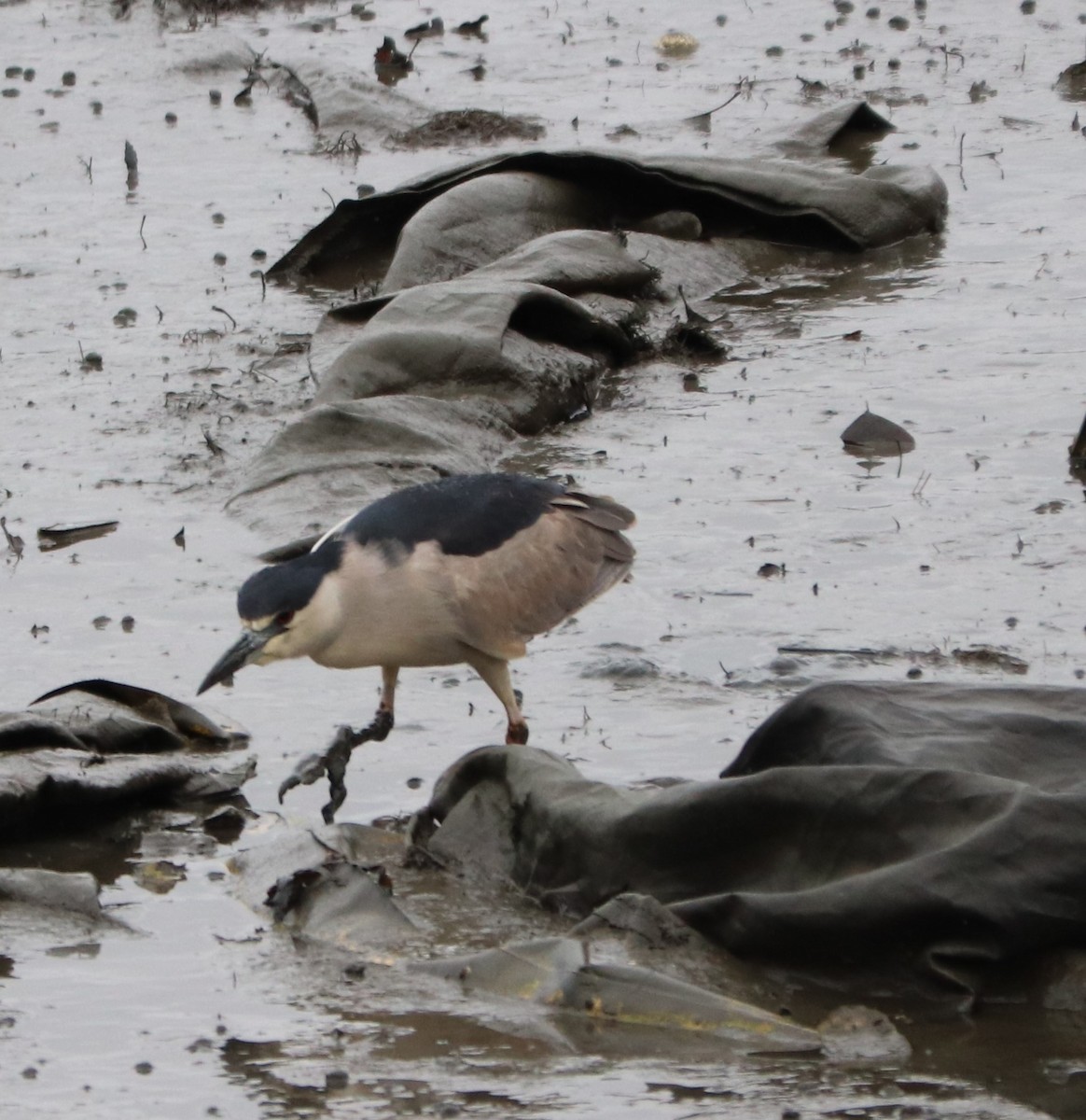 Black-crowned Night Heron - ML227962941