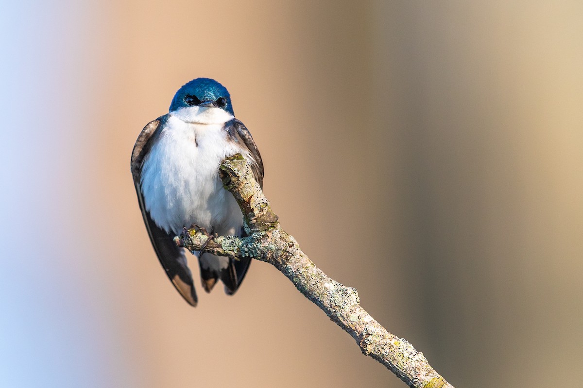 Golondrina Bicolor - ML227963011