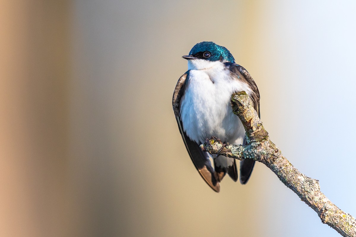 Golondrina Bicolor - ML227963031