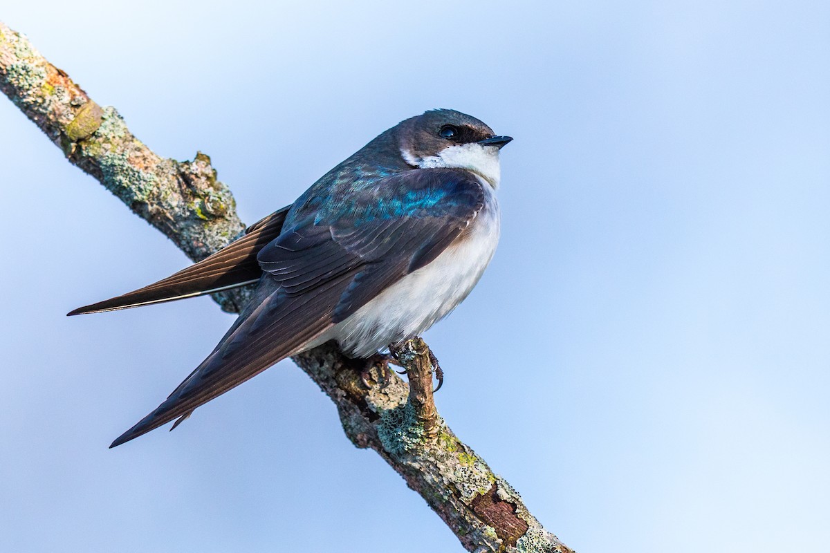 Golondrina Bicolor - ML227963041