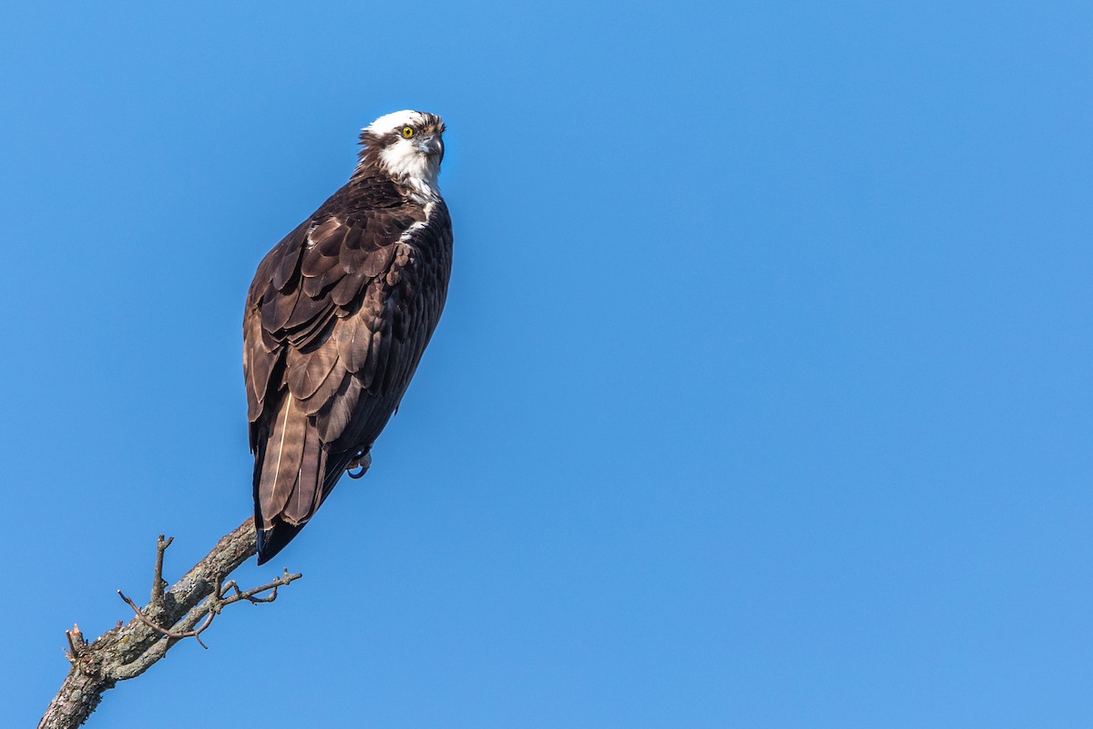 Osprey - ML227963141