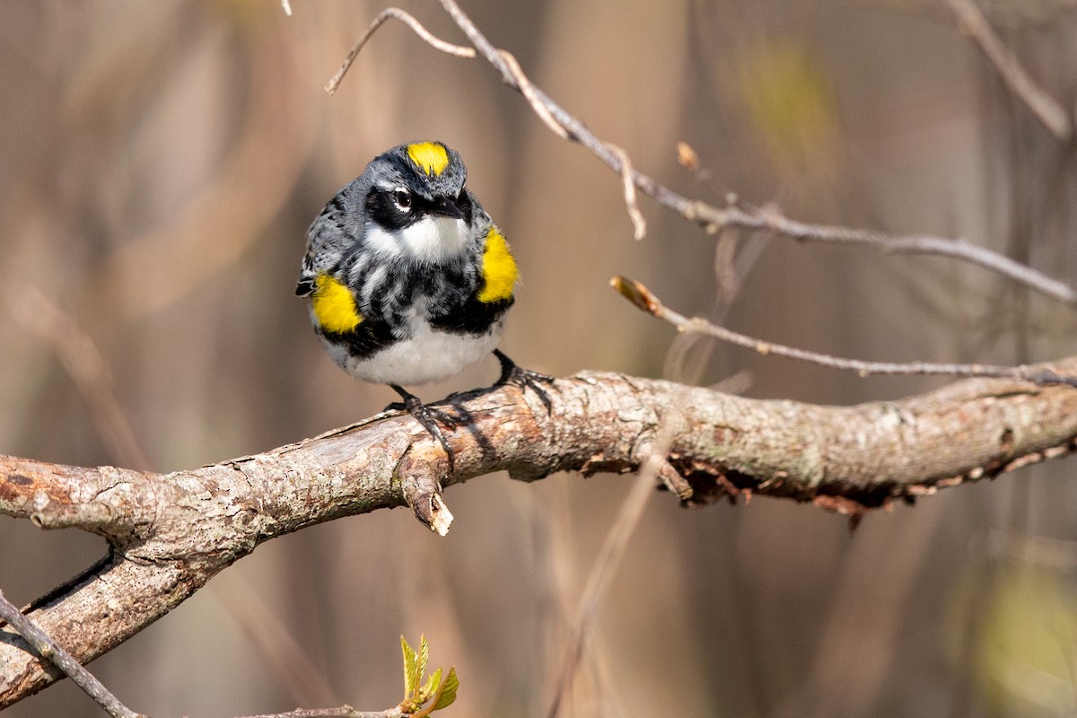 Yellow-rumped Warbler (Myrtle) - ML227963281