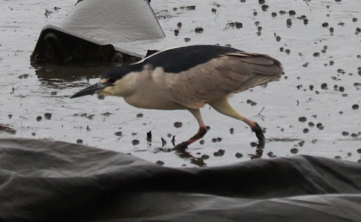 Black-crowned Night Heron - ML227963381