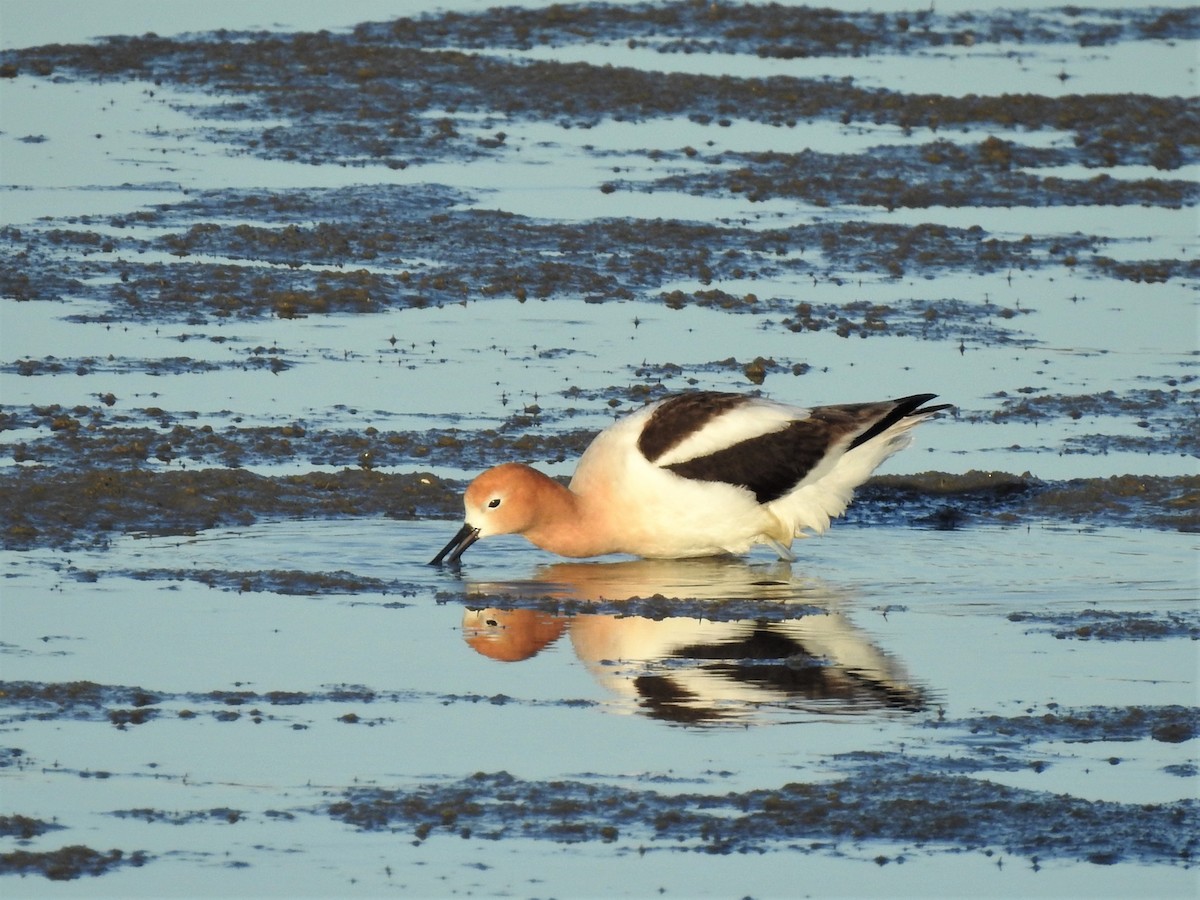 American Avocet - ML227965661