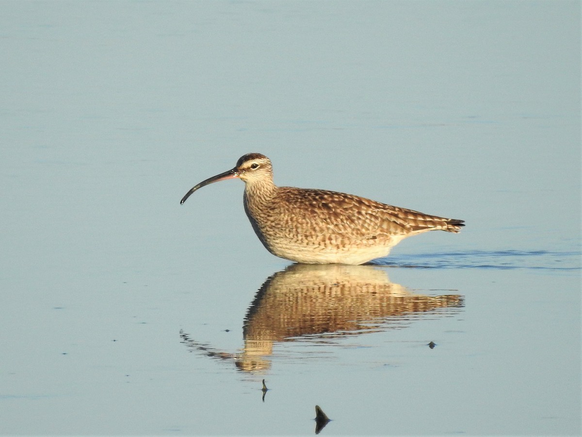 Whimbrel - Alex Henry