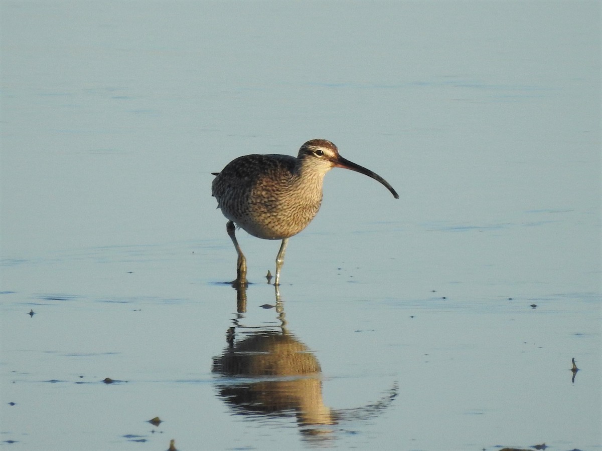 Whimbrel - ML227965801