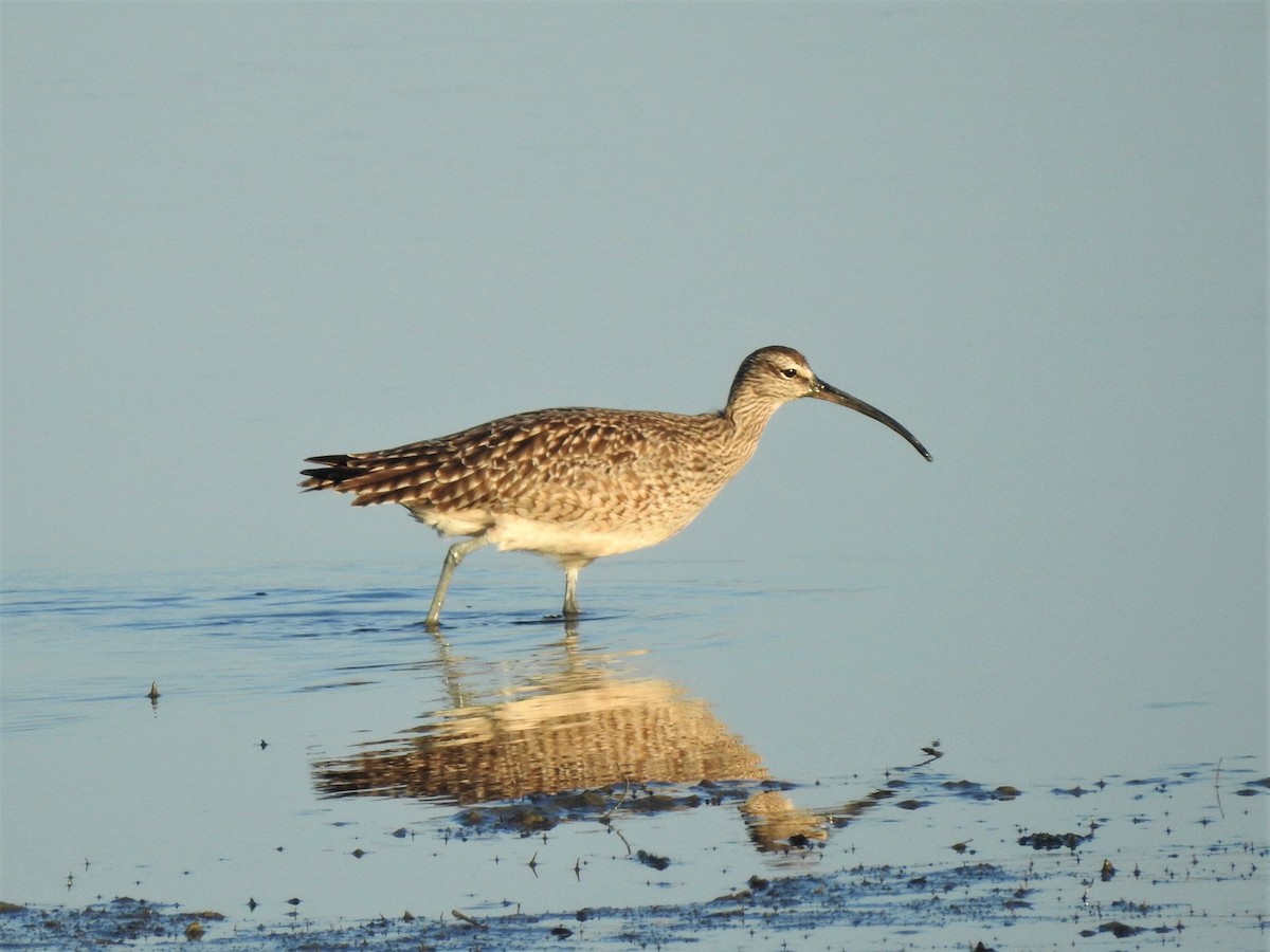 Whimbrel - ML227965811