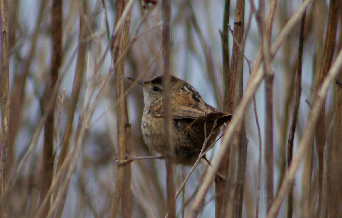 Marsh Wren - Gaelen Schnare