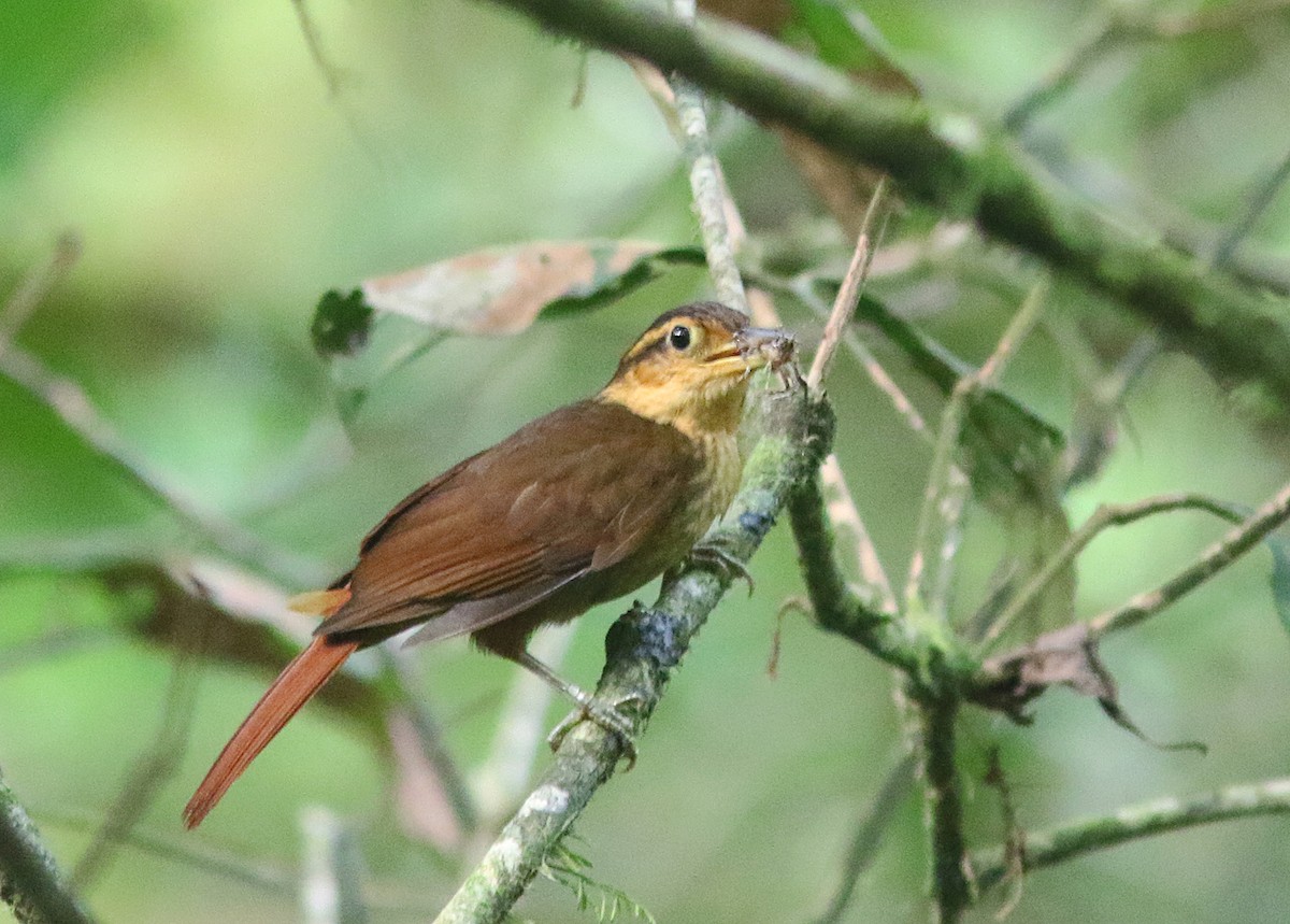 Fawn-throated Foliage-gleaner (Mexican) - ML227966691