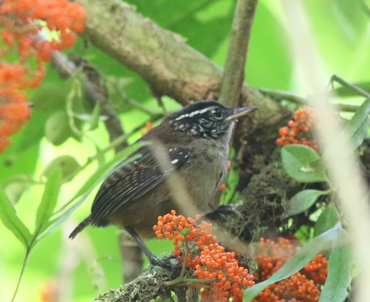 White-breasted Wood-Wren (Sclater's) - ML227966961