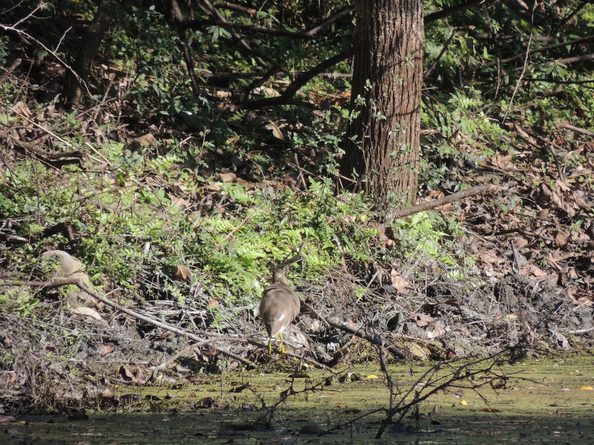 Indian Pond-Heron - ML227967571