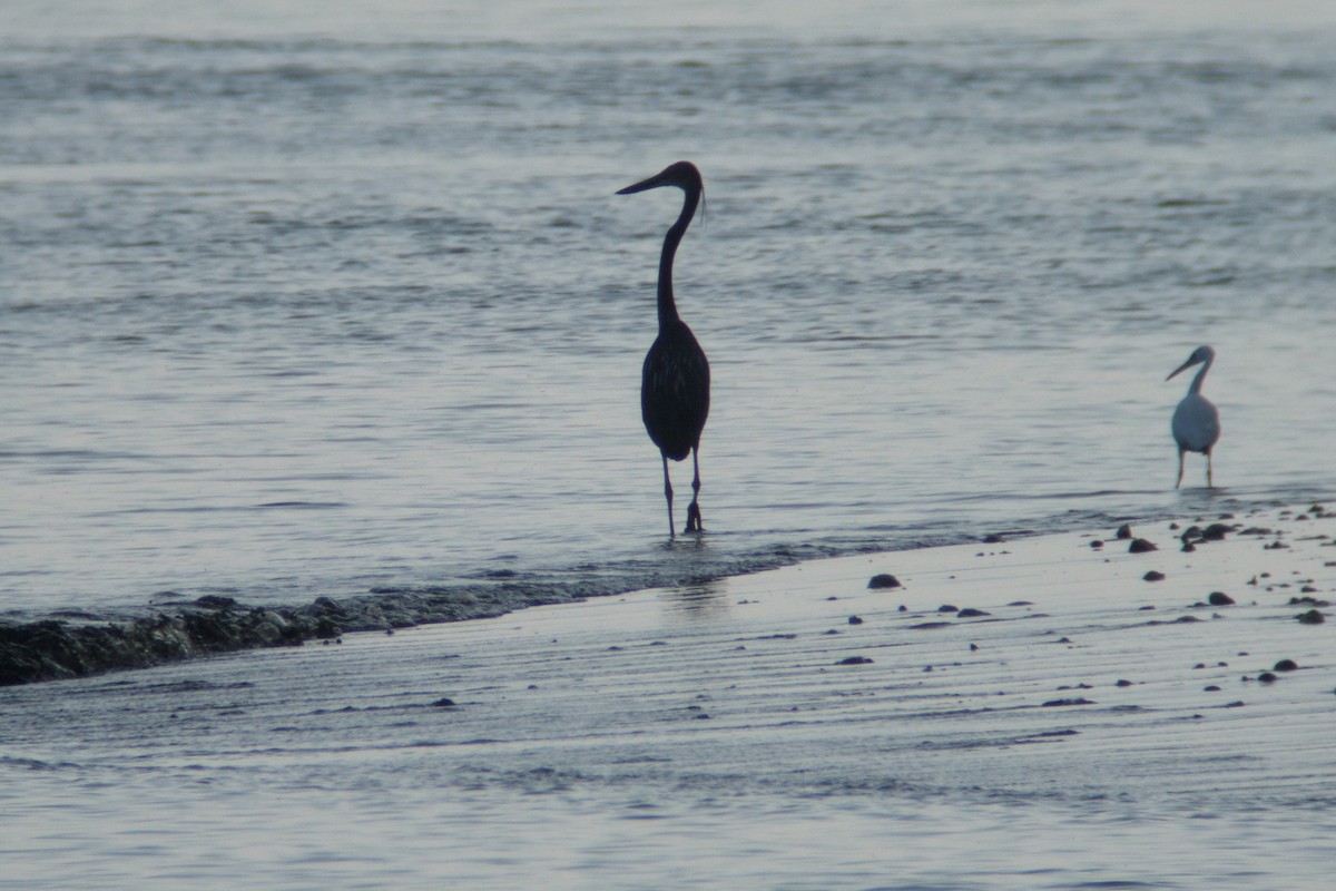 Great-billed Heron - Oscar Campbell