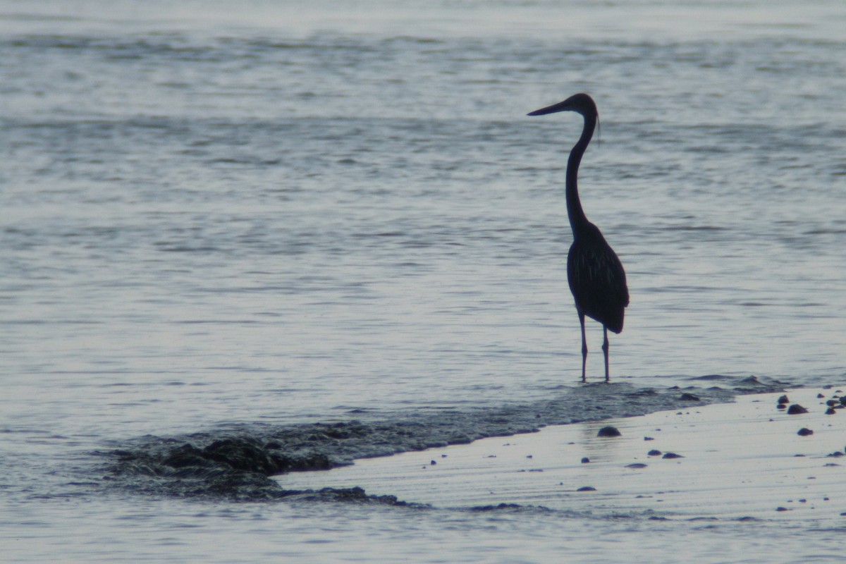 Great-billed Heron - ML227969111