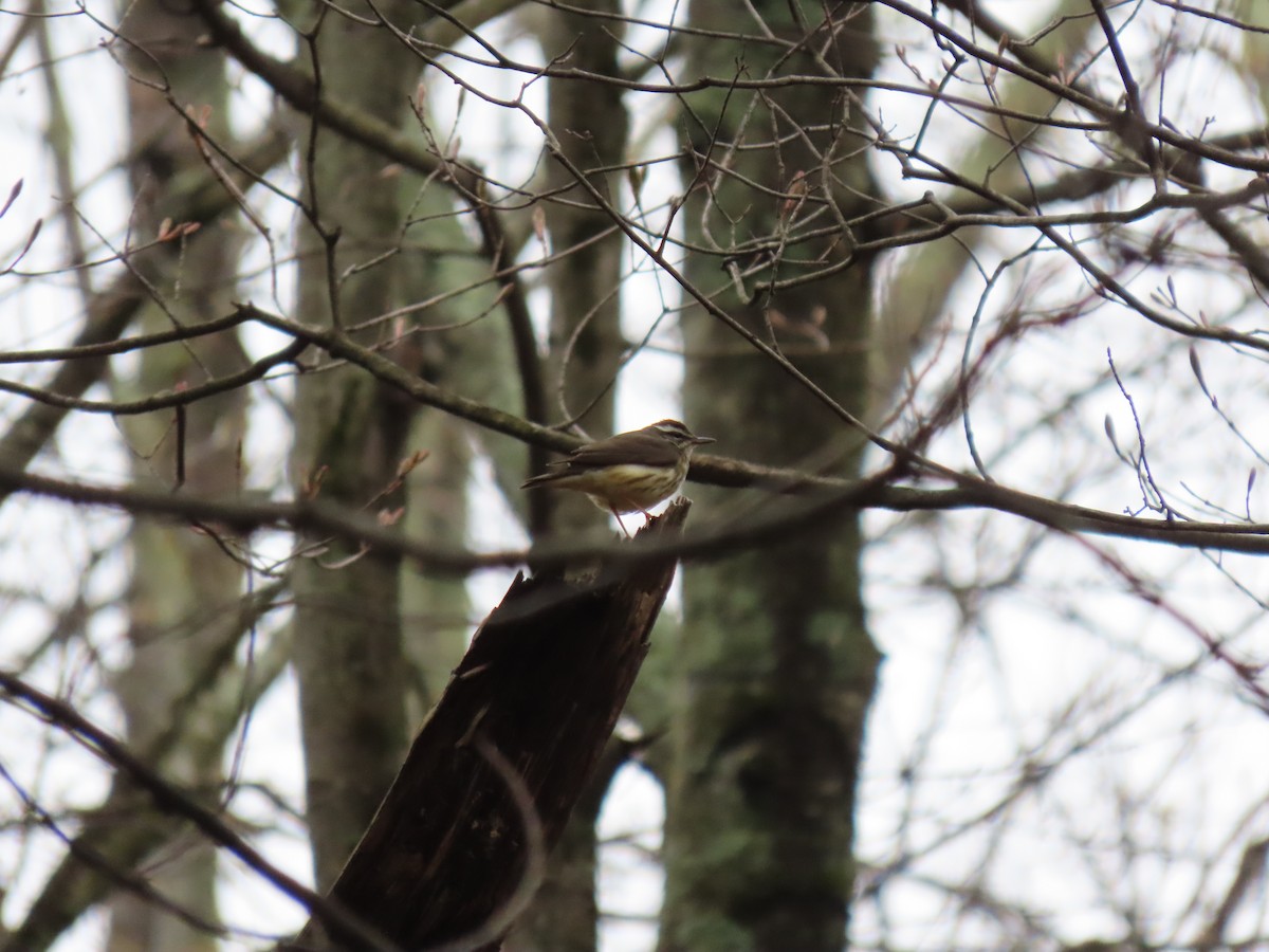 Louisiana Waterthrush - ML227972391