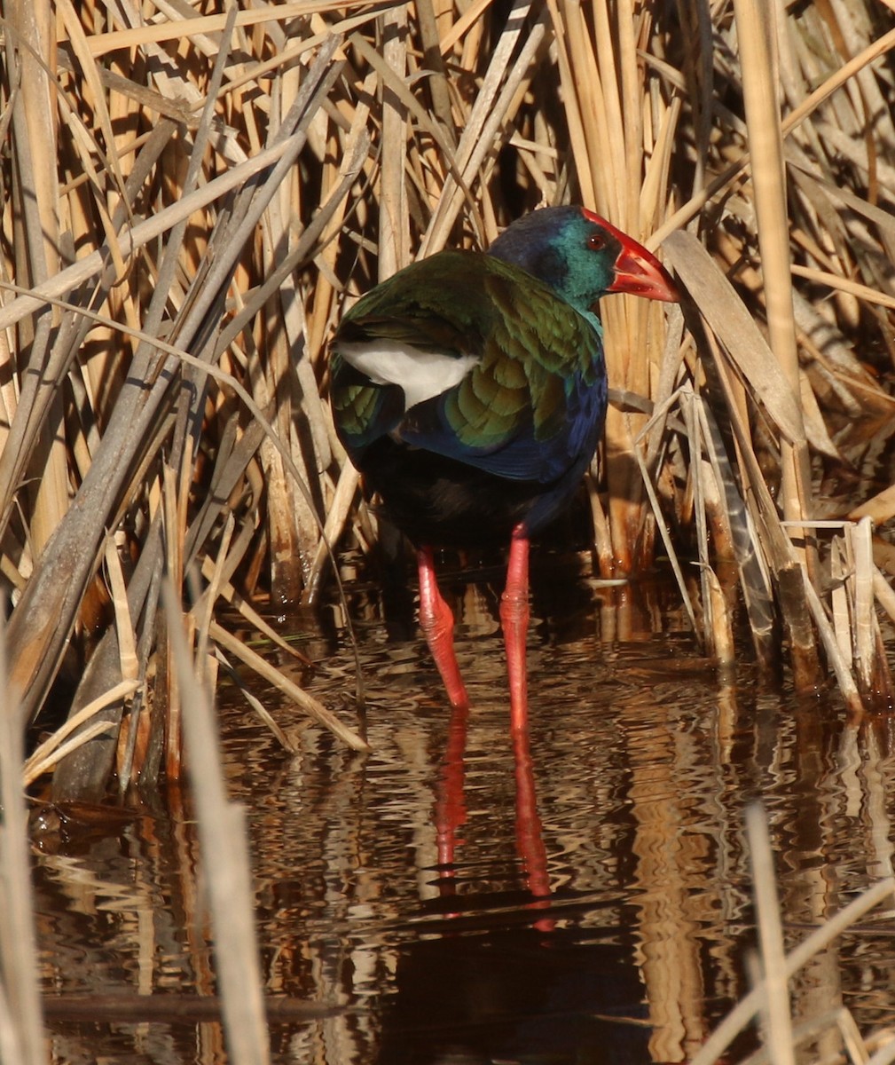 African Swamphen - Marna Buys
