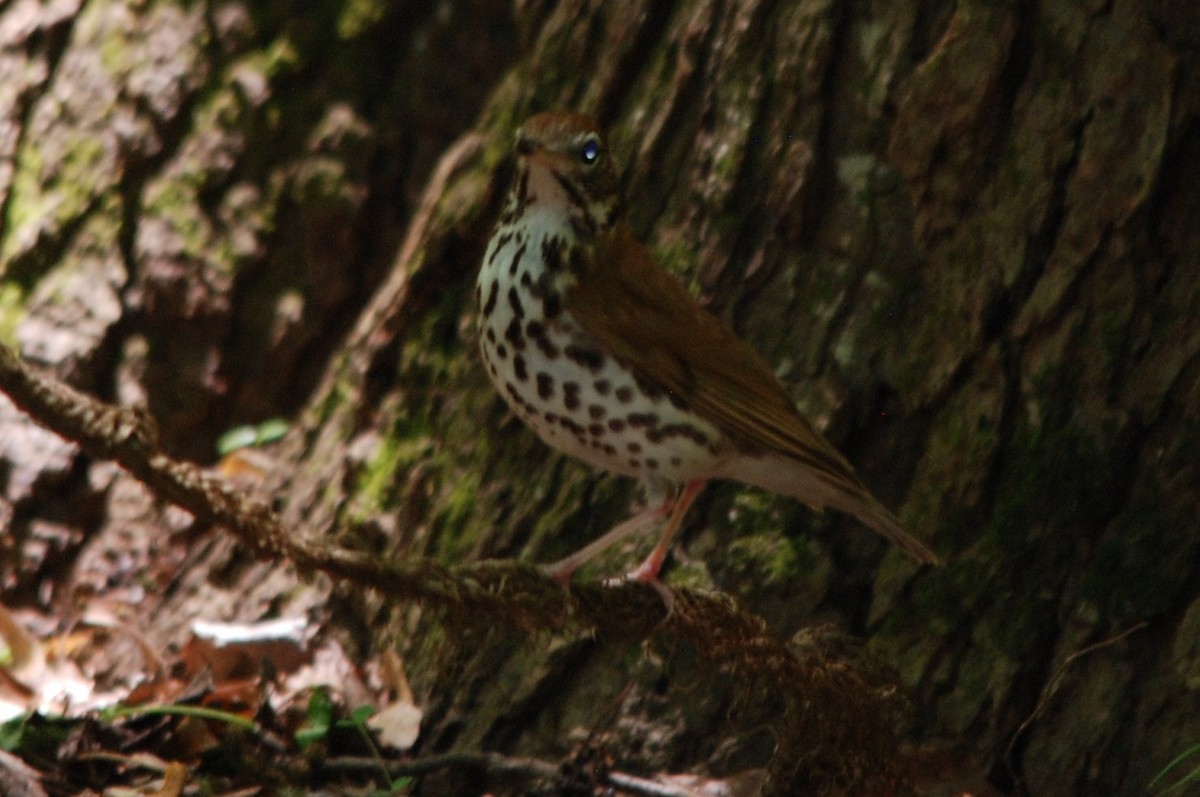 Wood Thrush - ML227973351