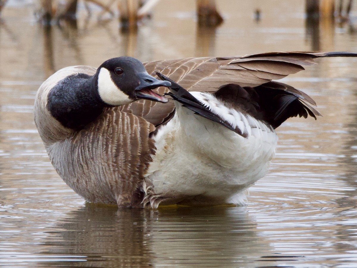 Canada Goose - ML227973711