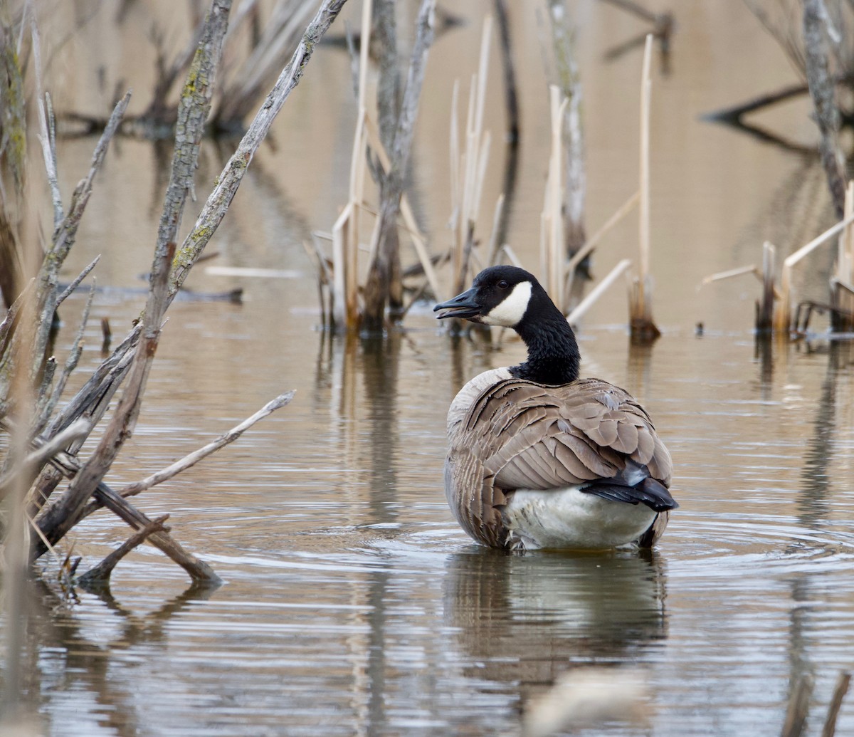 Canada Goose - ML227973911