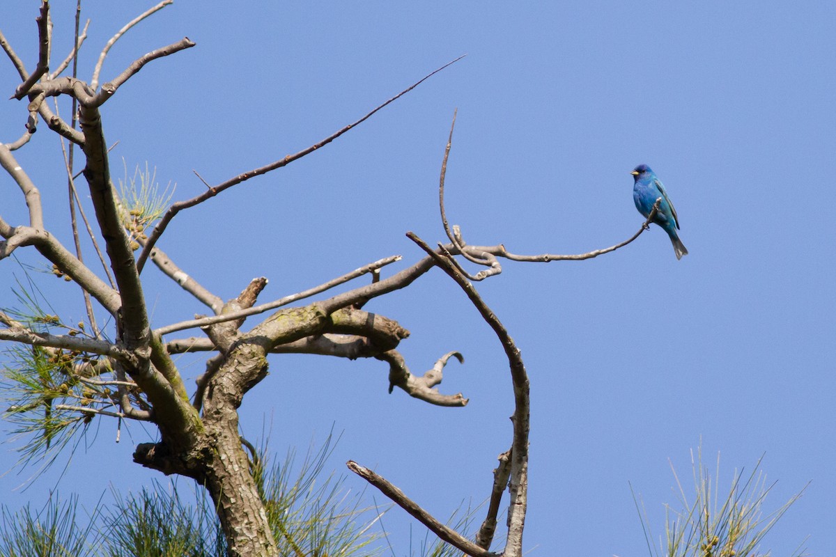 Indigo Bunting - ML227974241