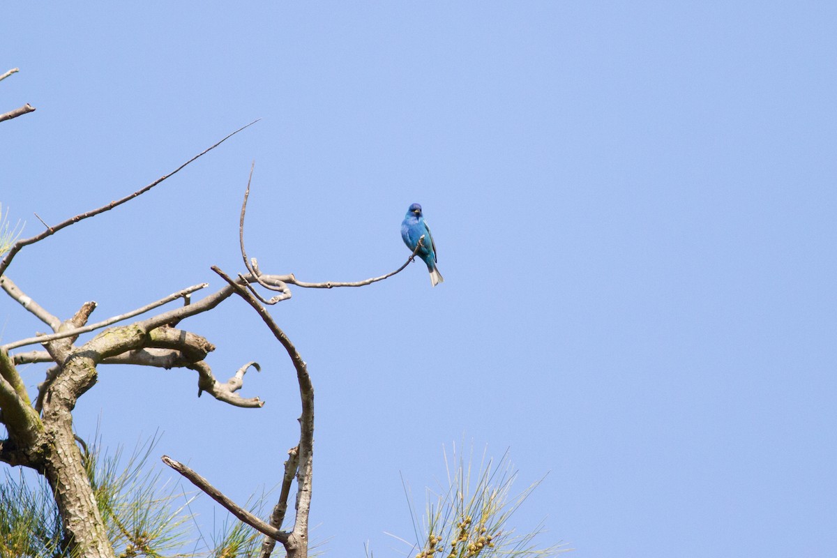 Indigo Bunting - ML227974281