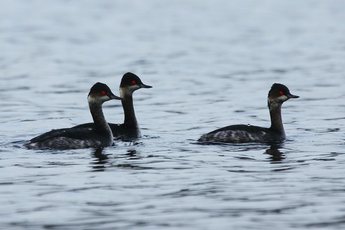 Eared Grebe - António Gonçalves