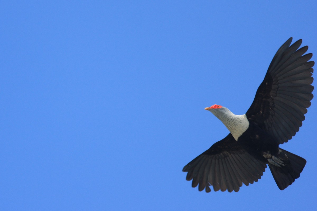 Seychelles Blue-Pigeon - Oscar Campbell