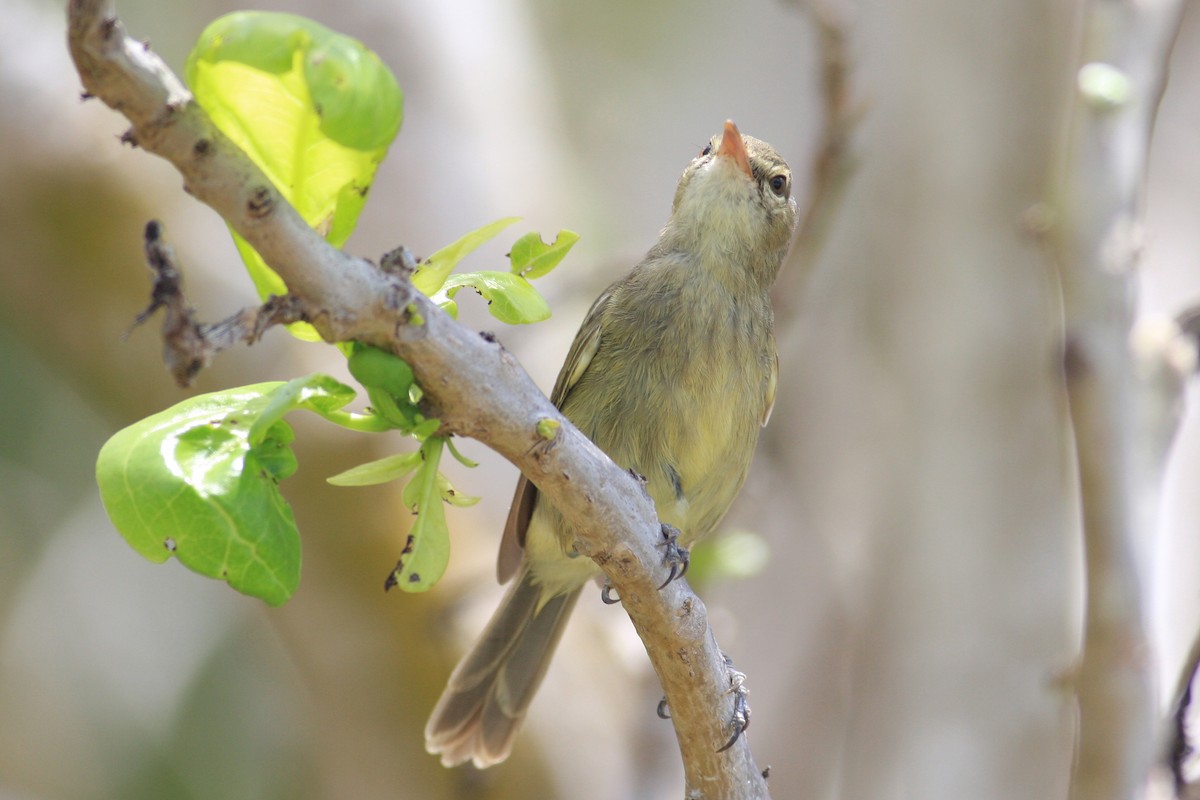 Seychelles Warbler - Oscar Campbell