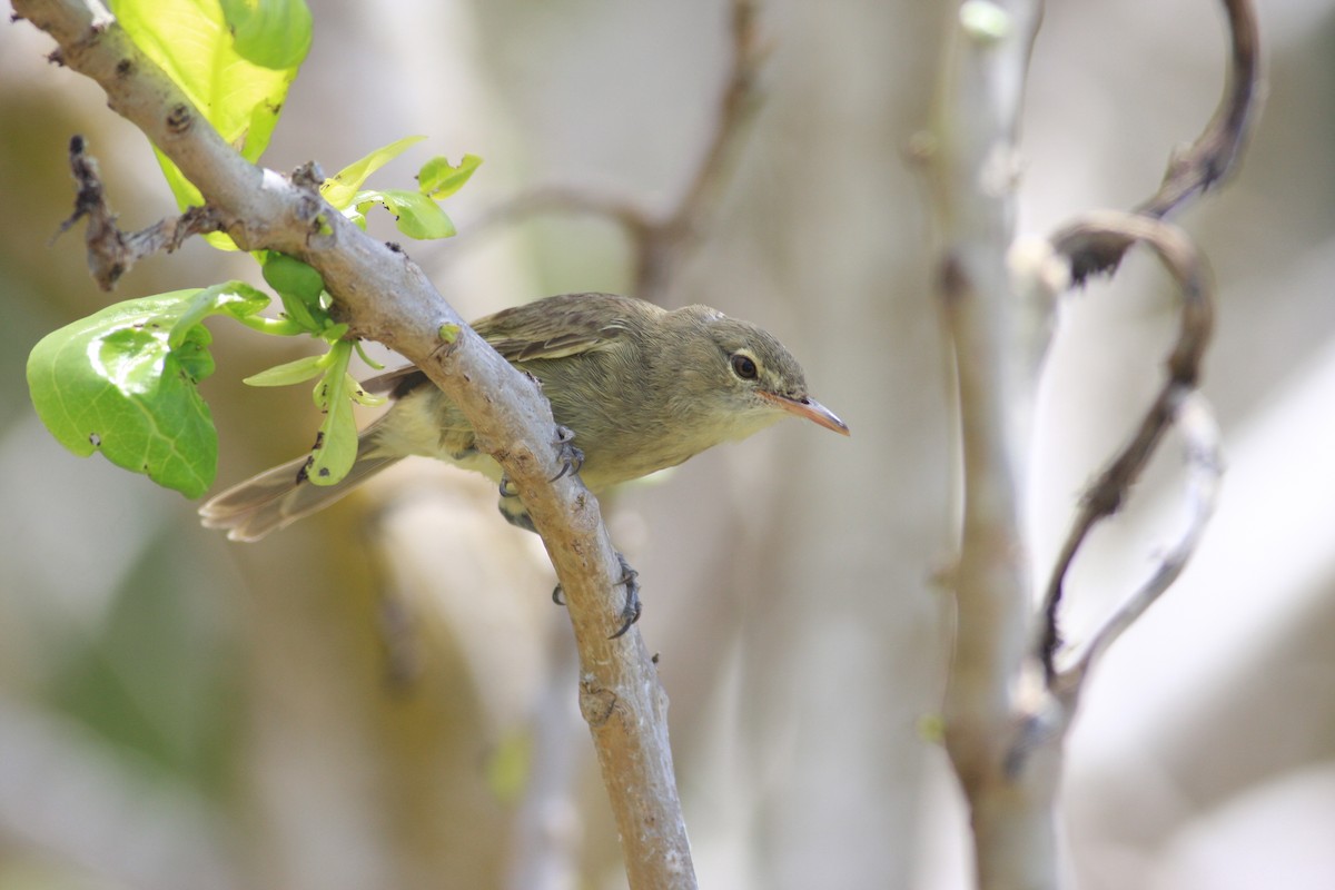 Seychelles Warbler - ML227976331