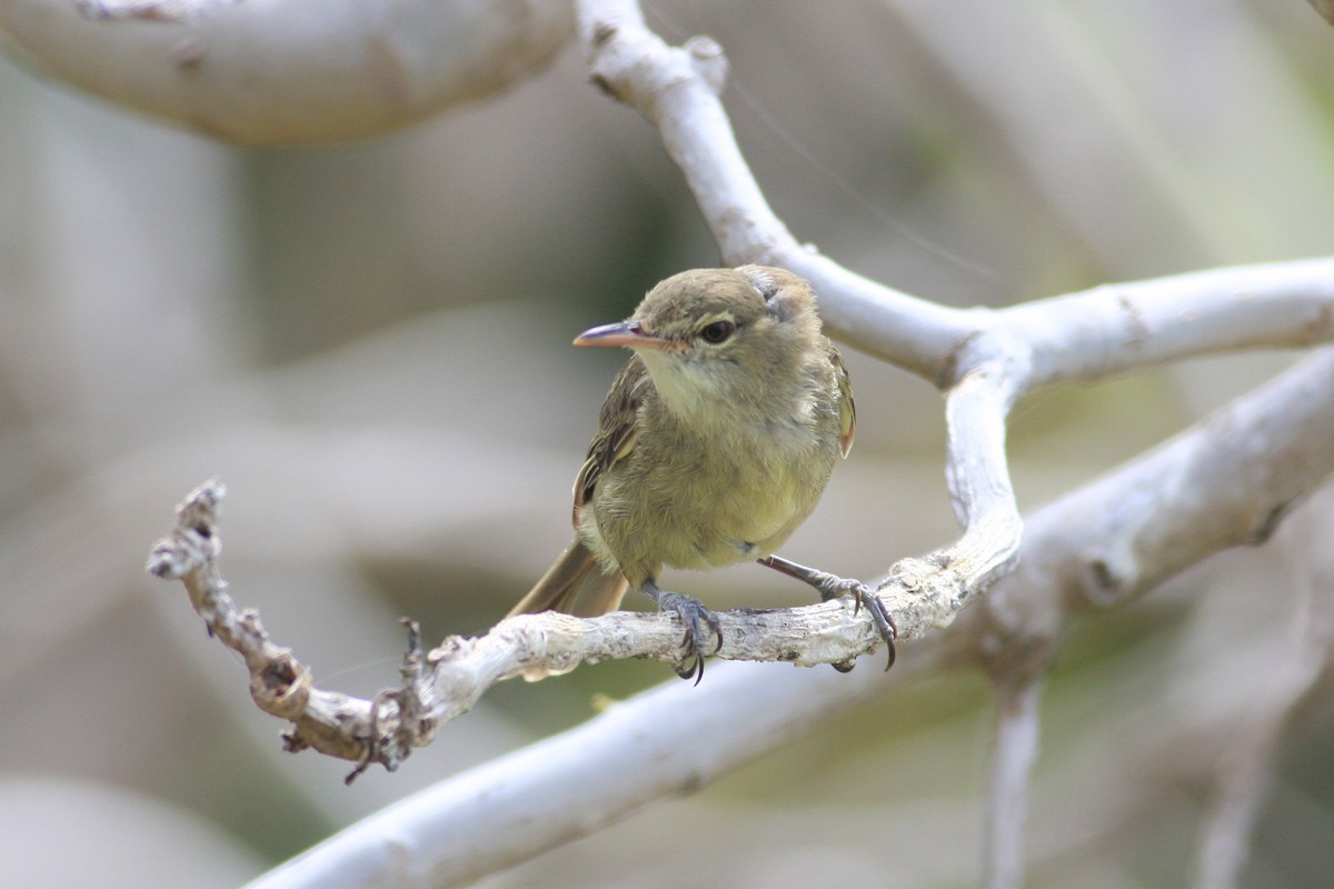 Seychelles Warbler - ML227976421