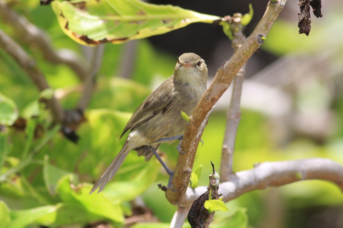 Seychelles Warbler - ML227976581